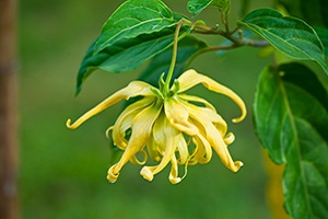 イランイラン精油 アロマのある生活